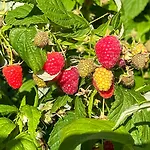 I Nadmorskie - Owocowe Wzgorze