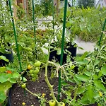 I Nadmorskie - Owocowe Wzgorze * Pierwoszyno